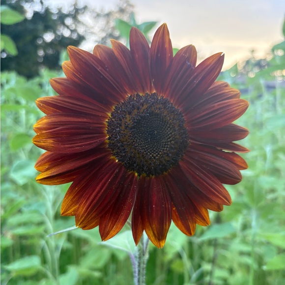 Meet your Posher, Steph - Picture 1 of 1